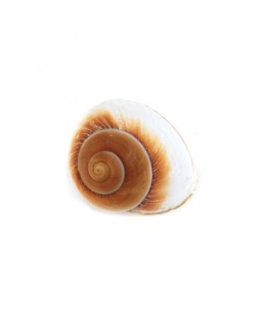 Caracola Gigante 6-8 cm