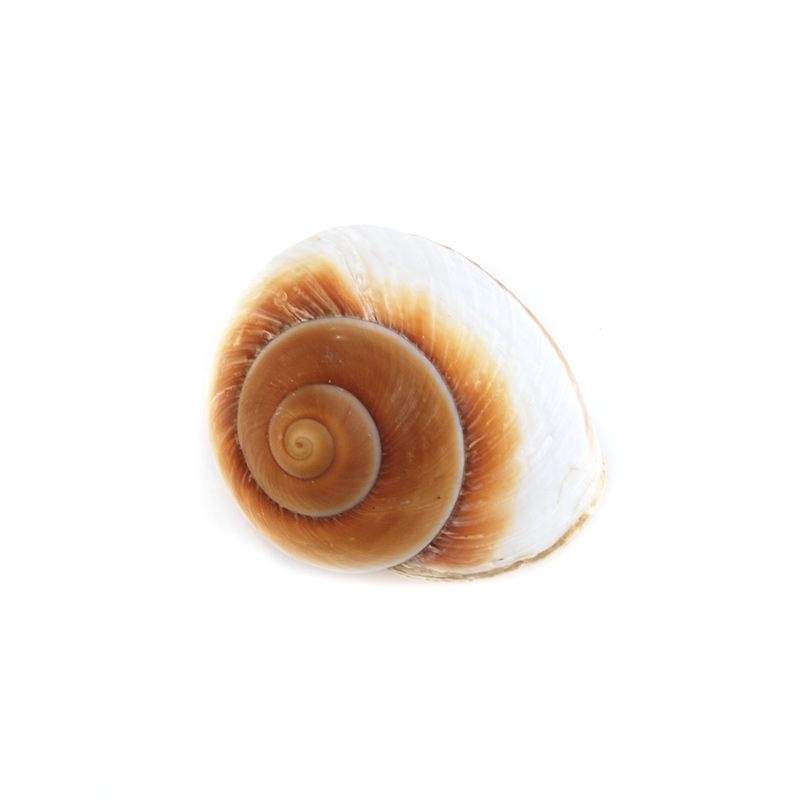 Caracola Gigante 6-8 cm