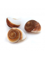 Caracola Gigante 6-8 cm