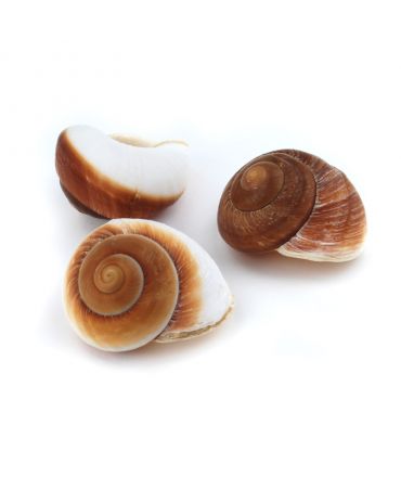Caracola Gigante 6-8 cm