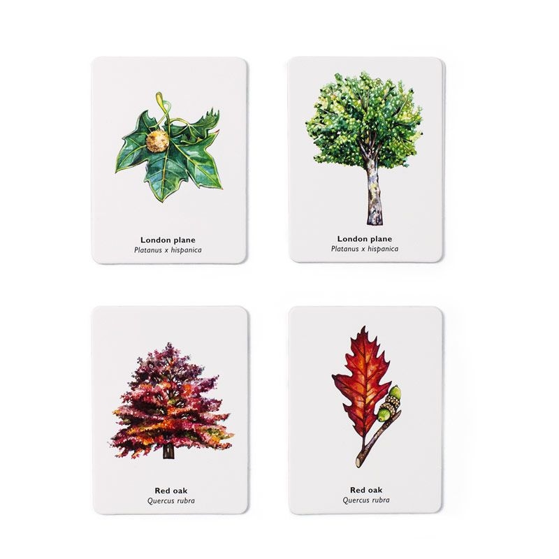 Juego de Cartas - Encuentra la Hoja