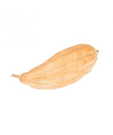 Luffa con Corteza  8-15 cm